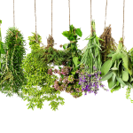 Herbs-PNG-File